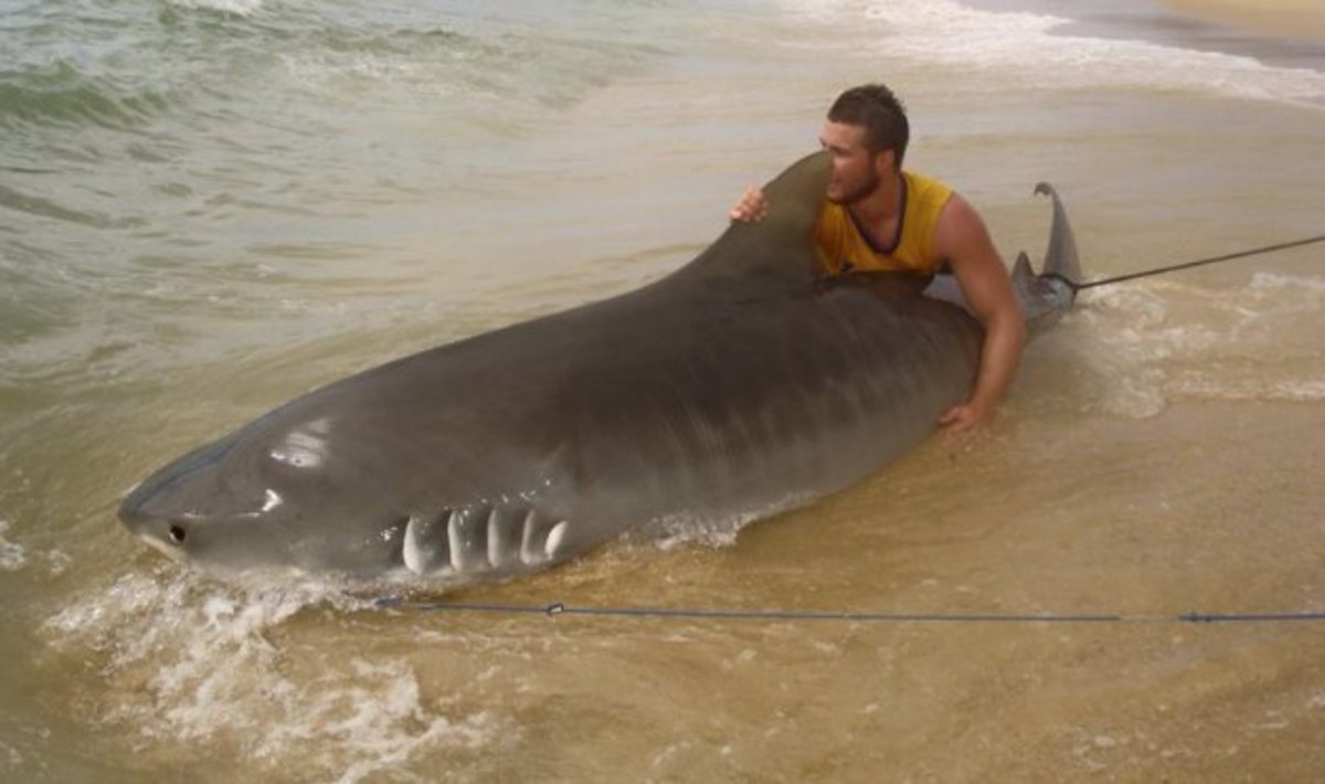 teen-catches-massive-Shark-1.jpg