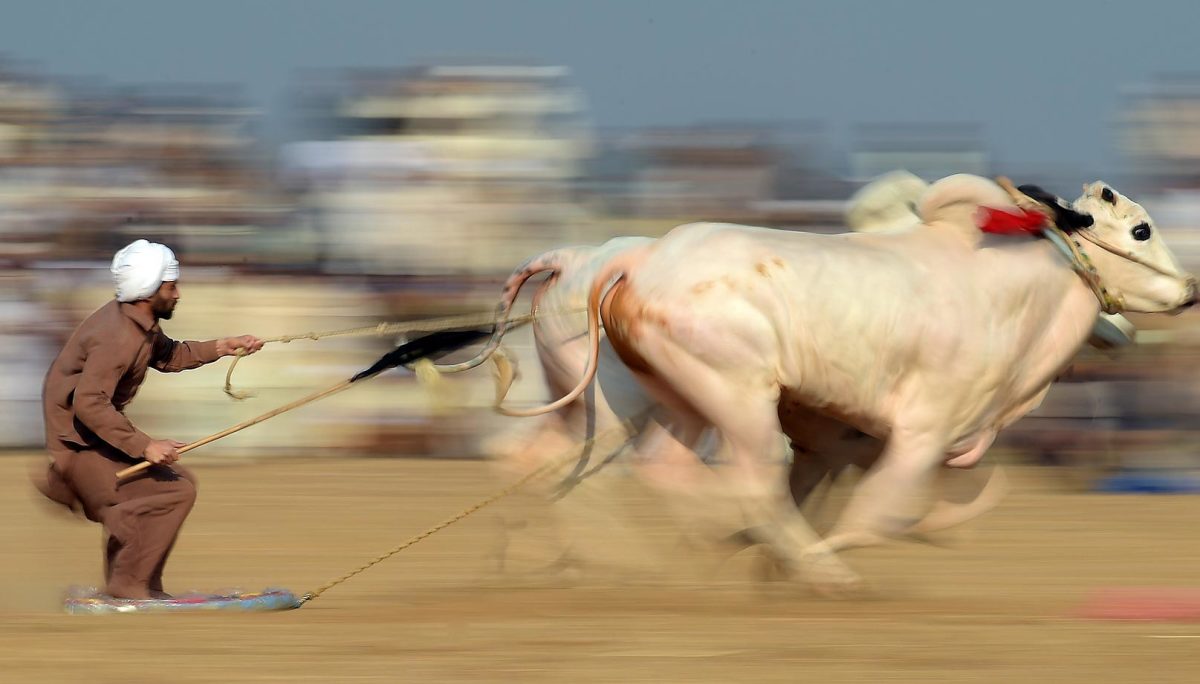 bull-race_0.jpg