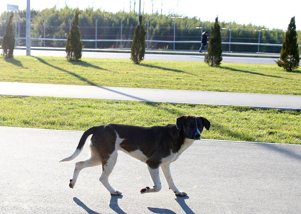 sochi-olympics-stray-dogs-466550293.jpg