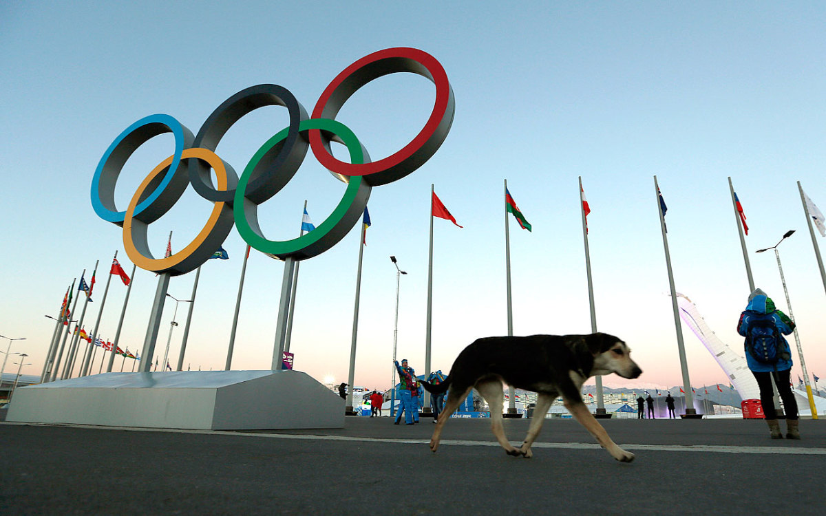 sochi-olympics-stray-dogs-483beaae61094be4bb3a436f54850039-0.jpg