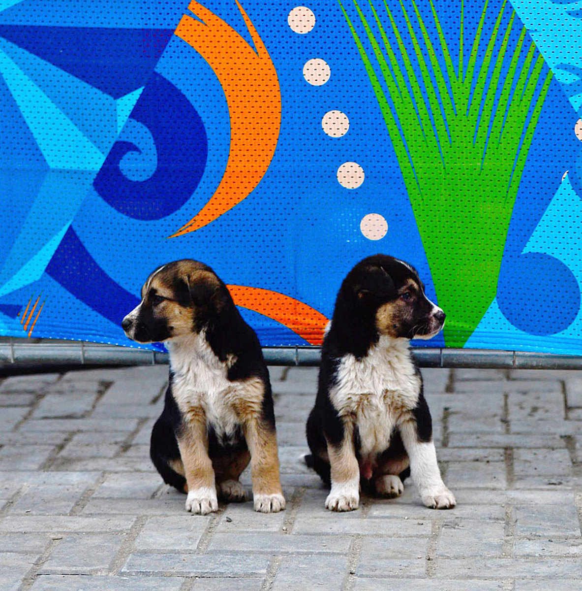 sochi-olympics-stray-dogs-opbc-1867.jpg