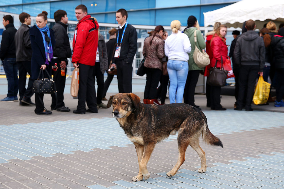 sochi-olympics-stray-dogs-466914885.jpg