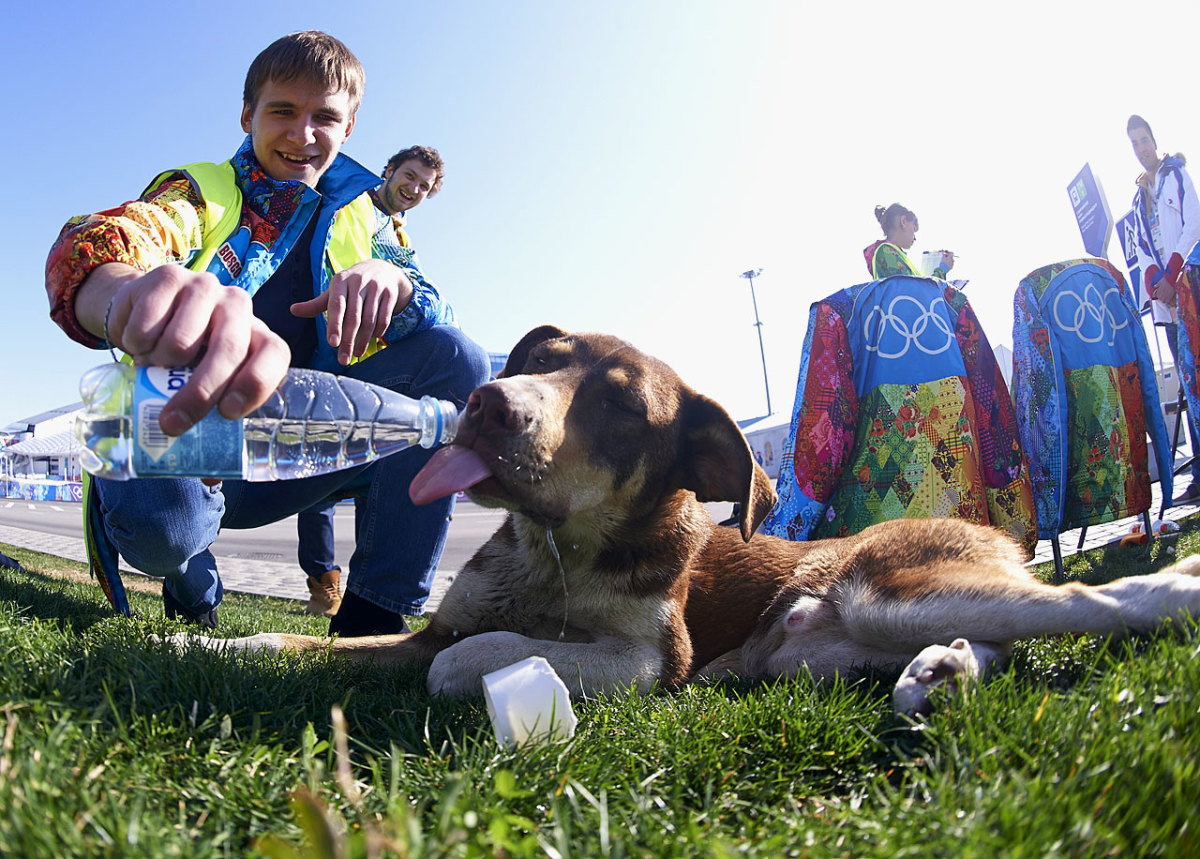 sochi-olympics-stray-dogs-opay-9616.jpg