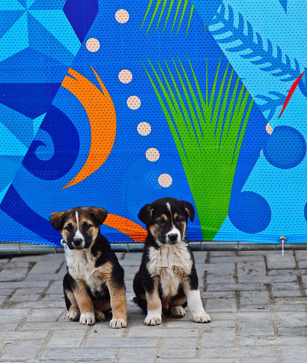 sochi-olympics-stray-dogs-opbc-1869.jpg