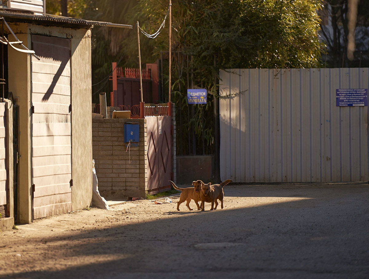 sochi-olympics-stray-dogs-opav-12025.jpg