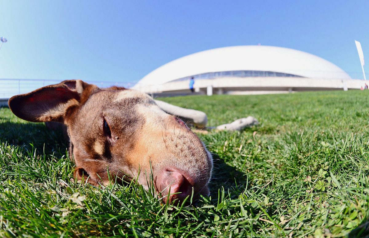 sochi-olympics-stray-dogs-opay-9622.jpg