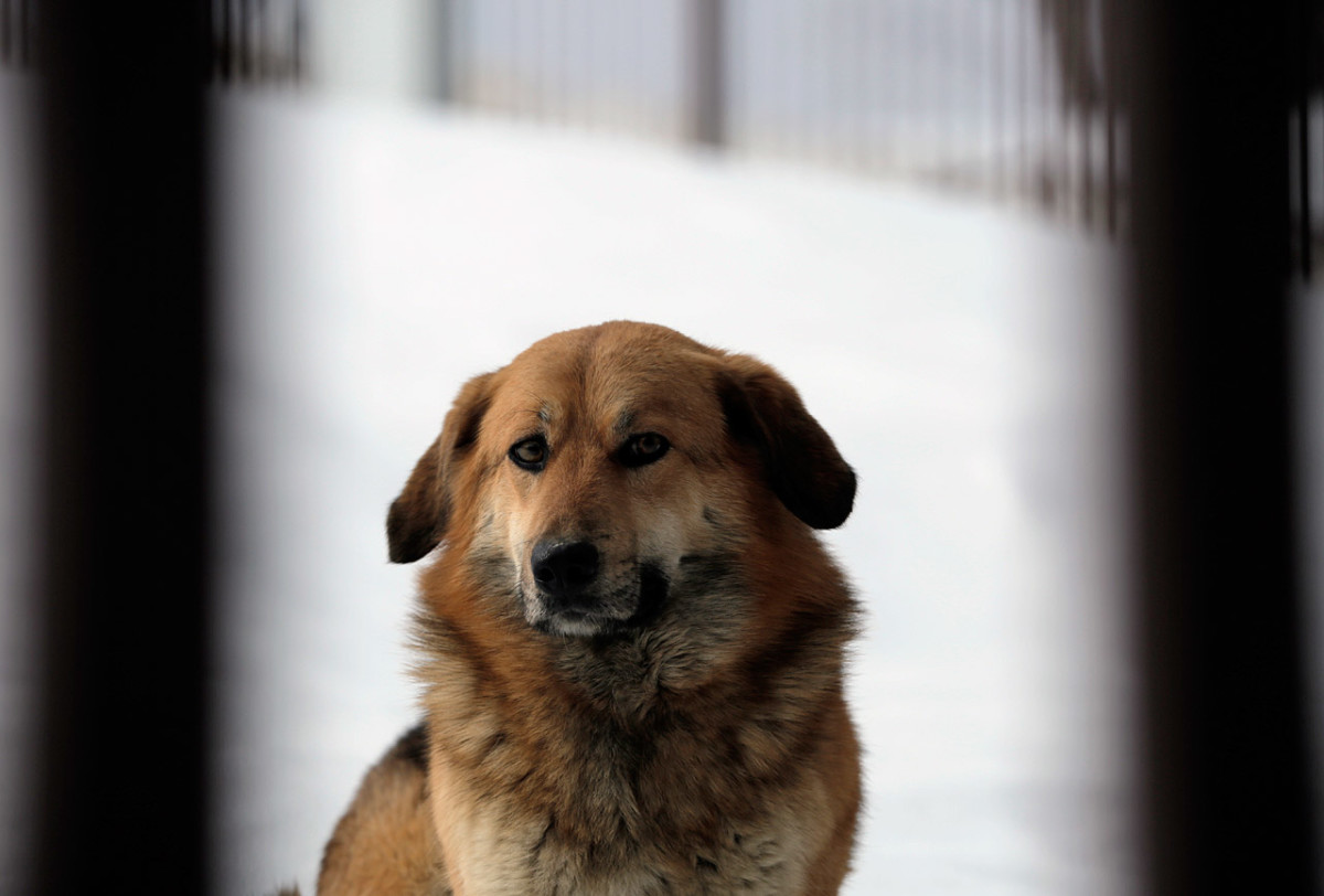 sochi-olympics-stray-dogs-collin-orcutt.jpg