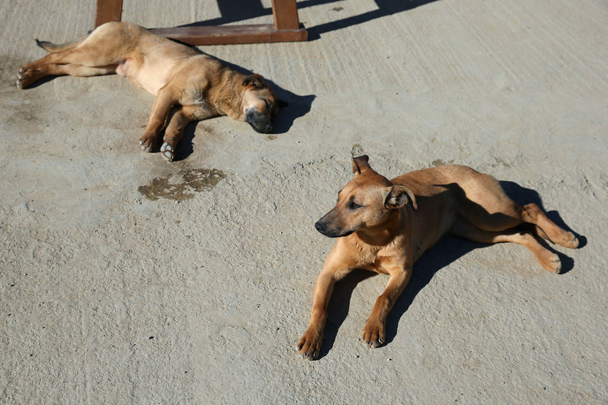 sochi-olympics-stray-dogs-466693981.jpg