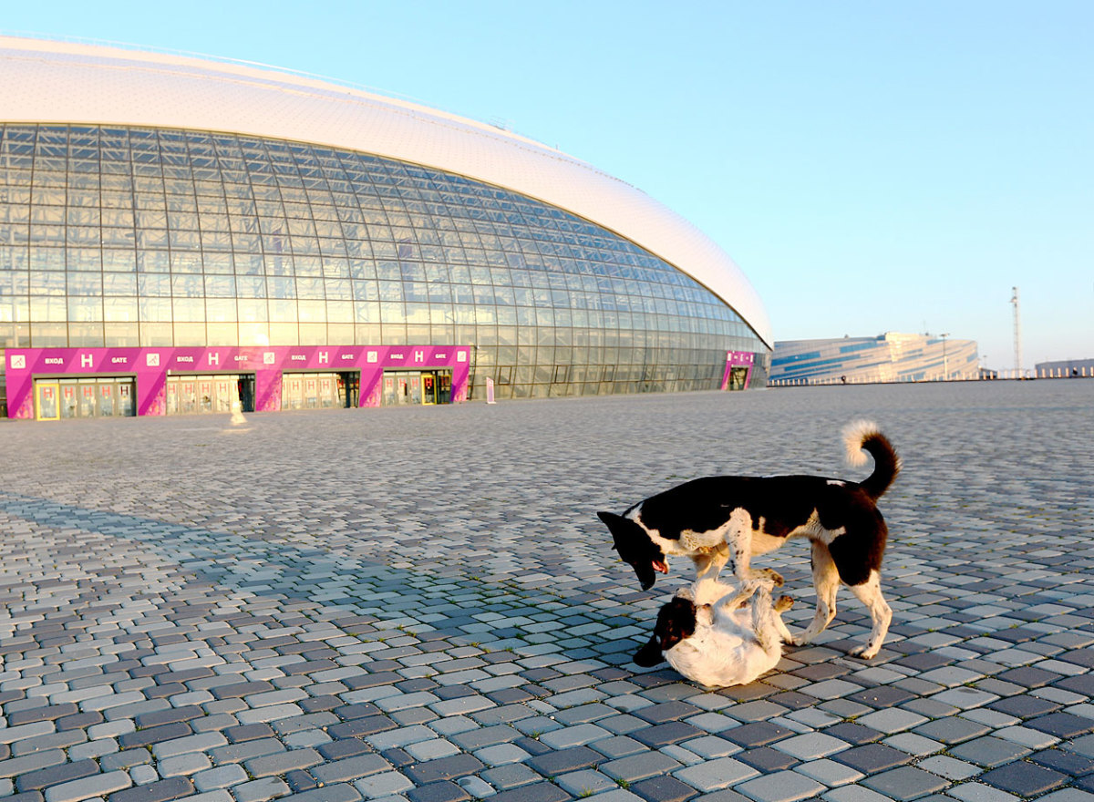 sochi-olympics-stray-dogs-466569679.jpg