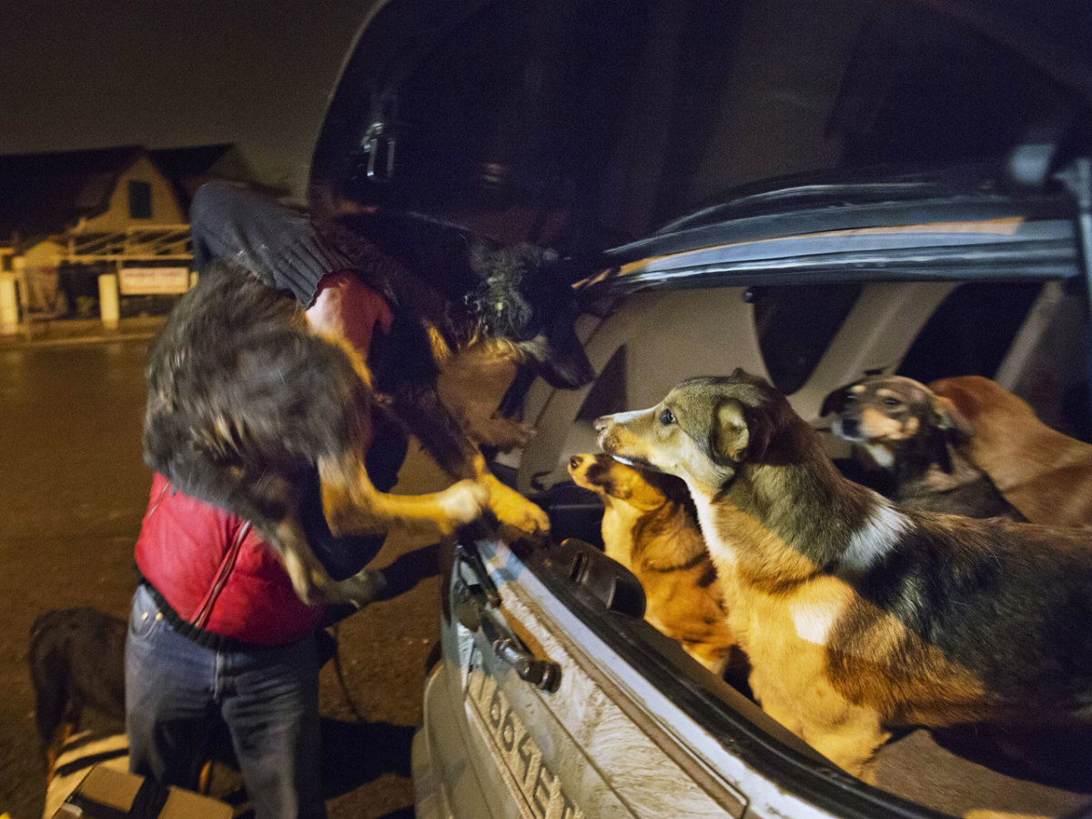 sochi-olympics-stray-dogs-0f2807f32b9846929a6e97354e62de7a-0.jpg