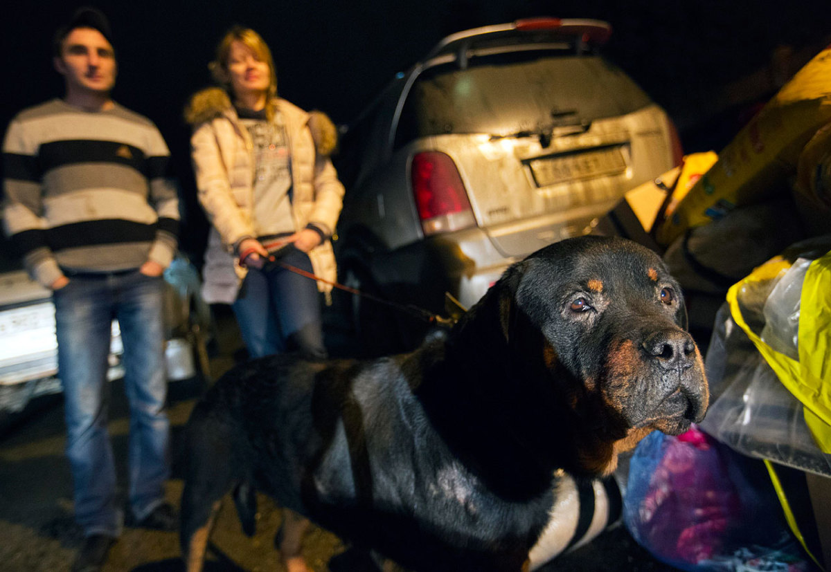 sochi-olympics-stray-dogs-AP983709889721_0.jpg