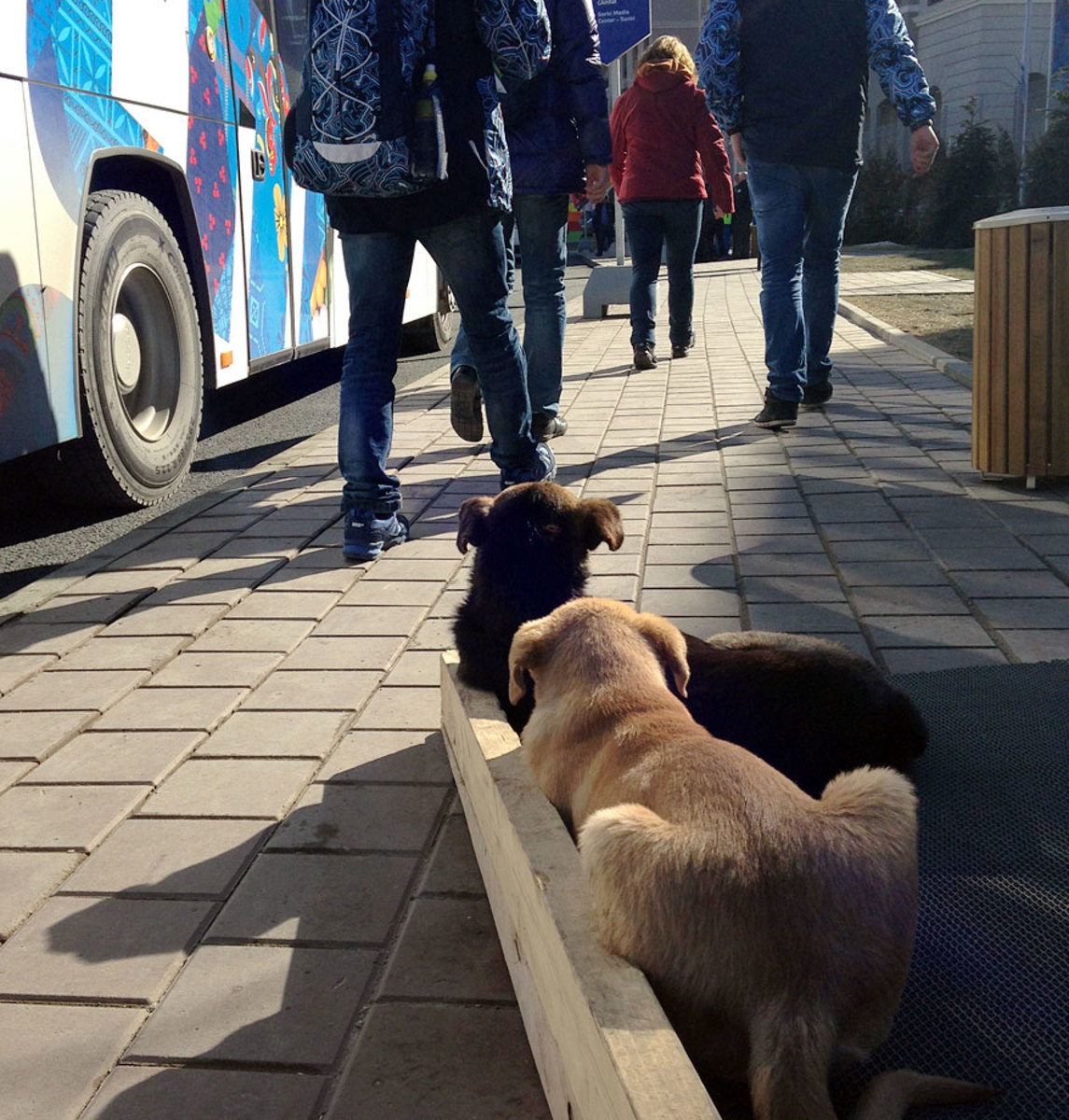 sochi-olympics-stray-dogs-austin-murphy.jpg