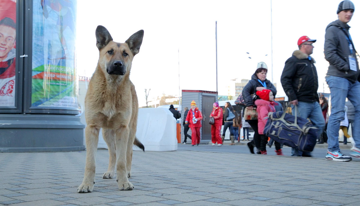 sochi-olympics-stray-dogs-collin-orcutt(2).jpg