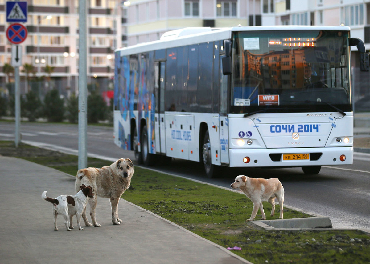 sochi-olympics-stray-dogs-467472833.jpg