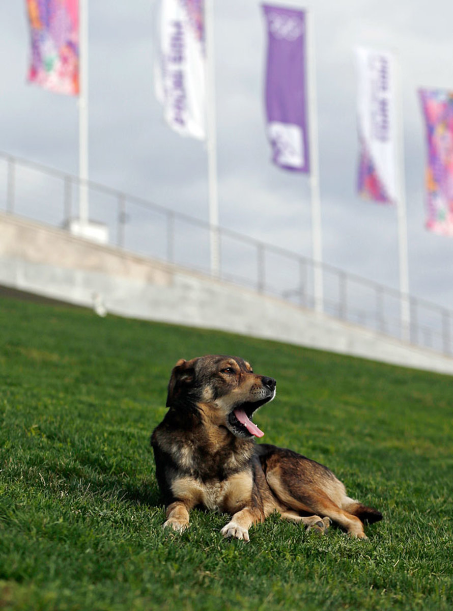 sochi-olympics-stray-dogs-5738bbfe3b2d4d40828ac8217ffe51c9-0.jpg