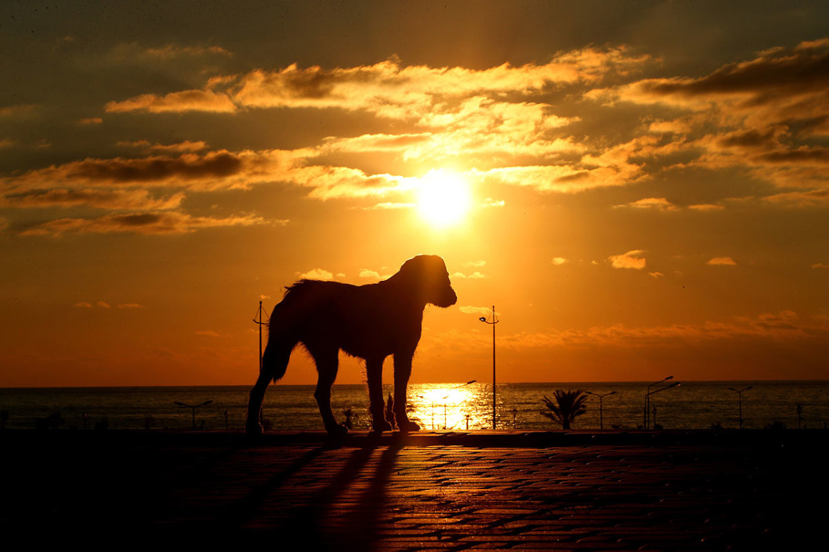 sochi-olympics-stray-dogs-466569785.jpg