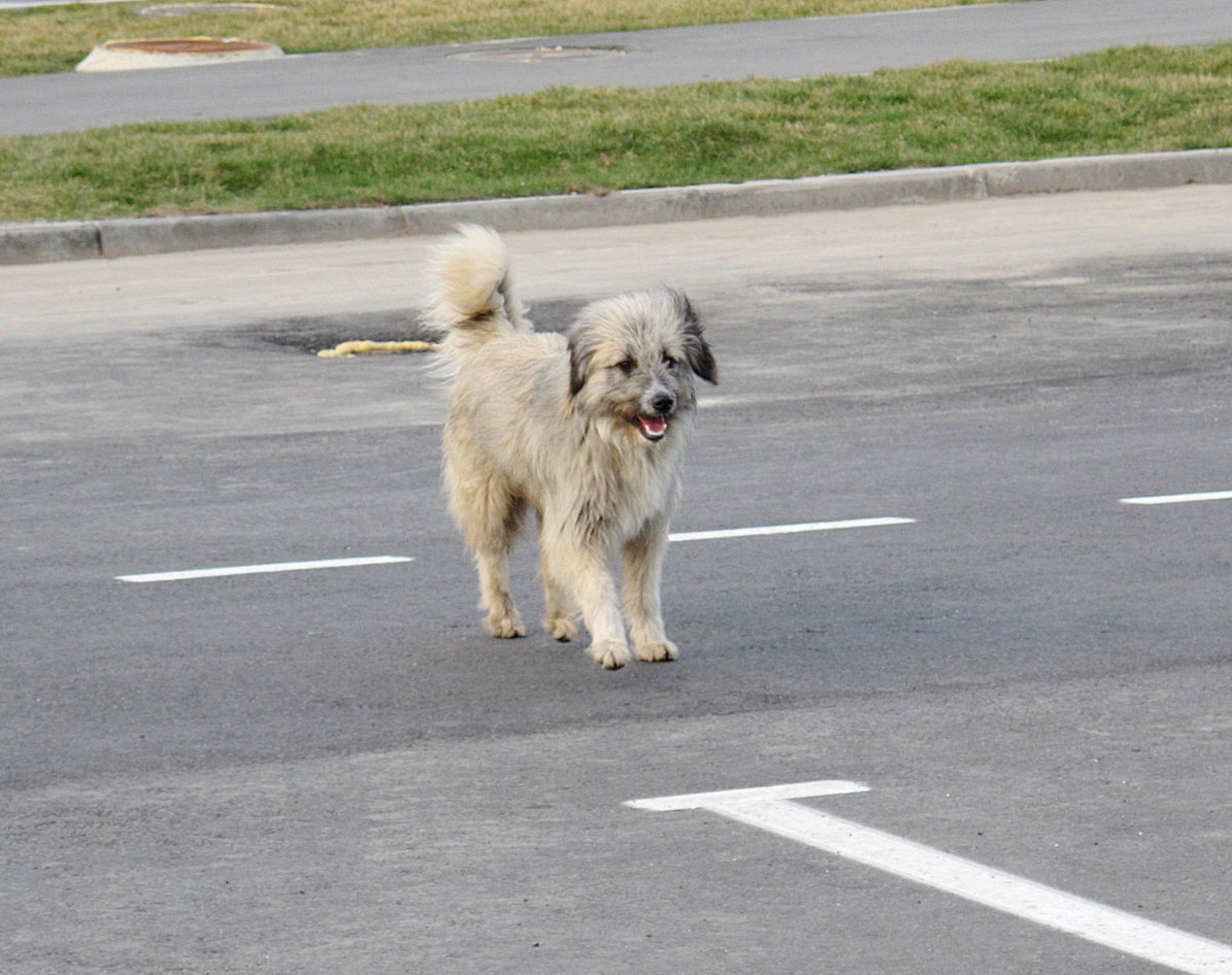 sochi-olympics-stray-dogs-craig-neff.jpg