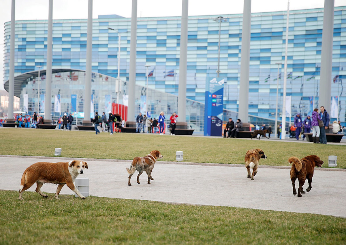 sochi-olympics-stray-dogs-468712219.jpg