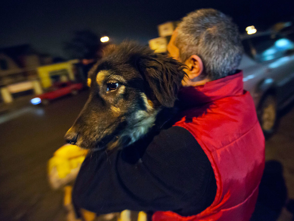 sochi-olympics-stray-dogs-AP646734220503_1.jpg