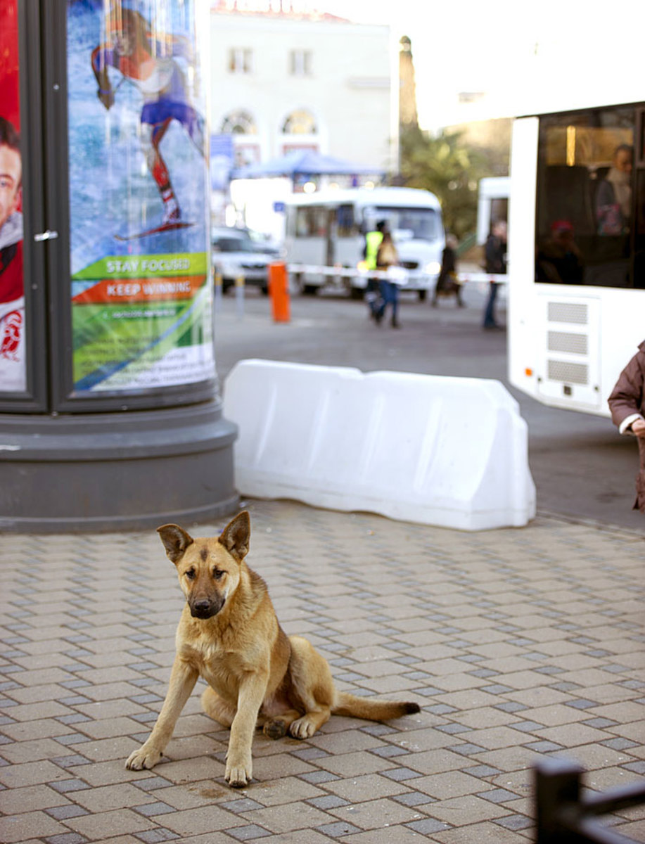 sochi-olympics-stray-dogs-opak-2530.jpg