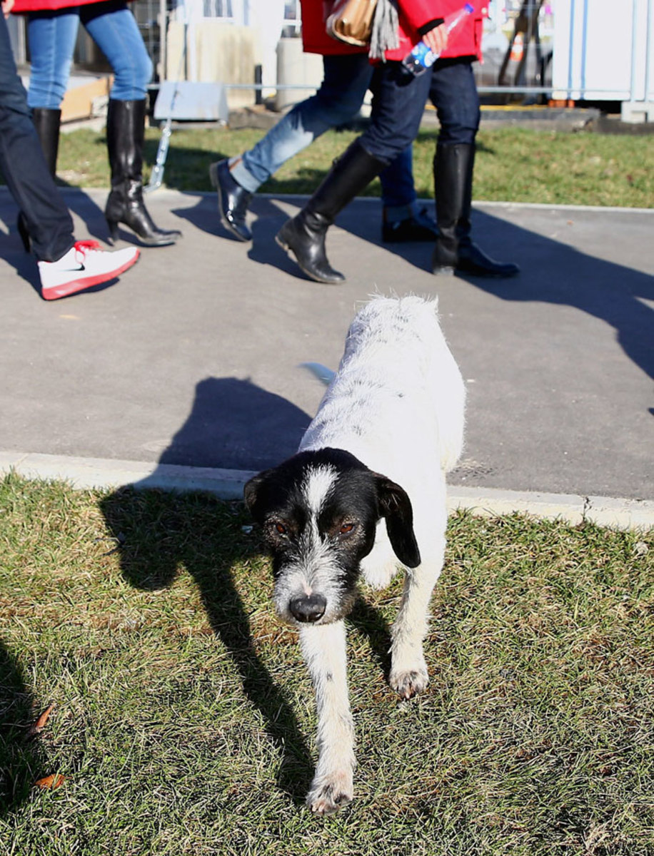 sochi-olympics-stray-dogs-466550295.jpg