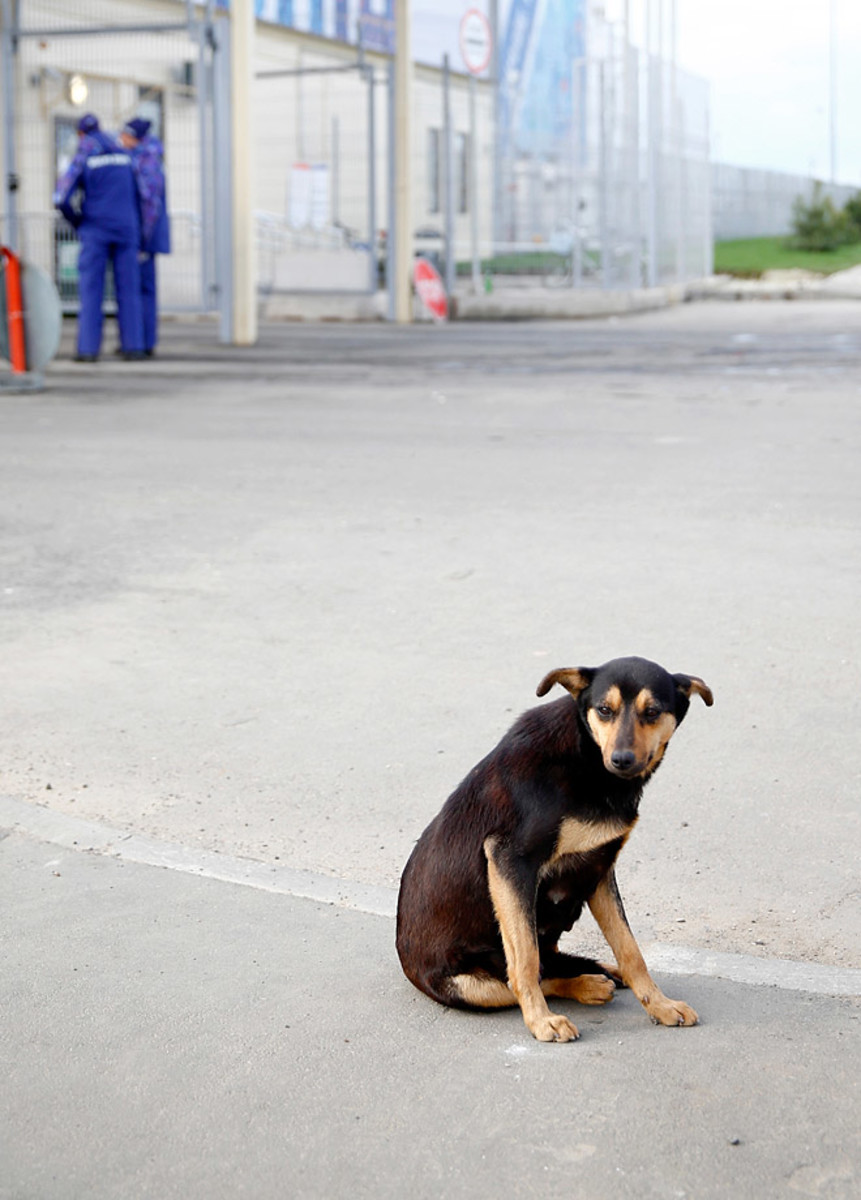 sochi-olympics-stray-dogs-466934291.jpg