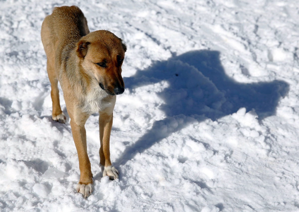 sochi-olympics-stray-dogs-466808989.jpg