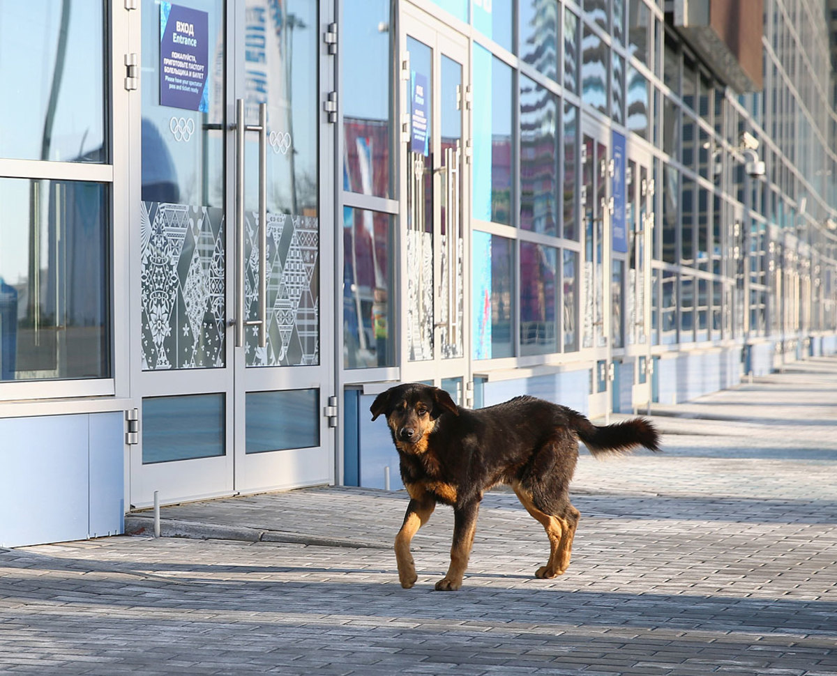 sochi-olympics-stray-dogs-466550283.jpg