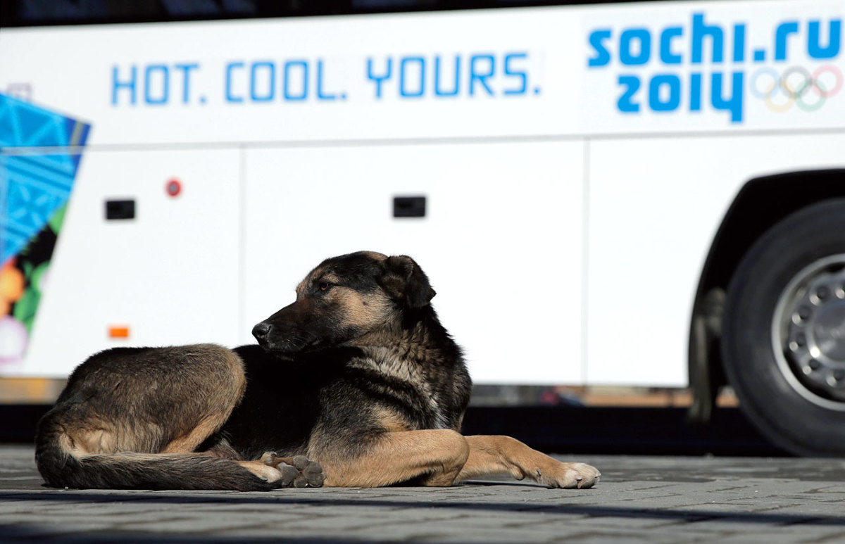 sochi-olympics-stray-dogs-466919221.jpg