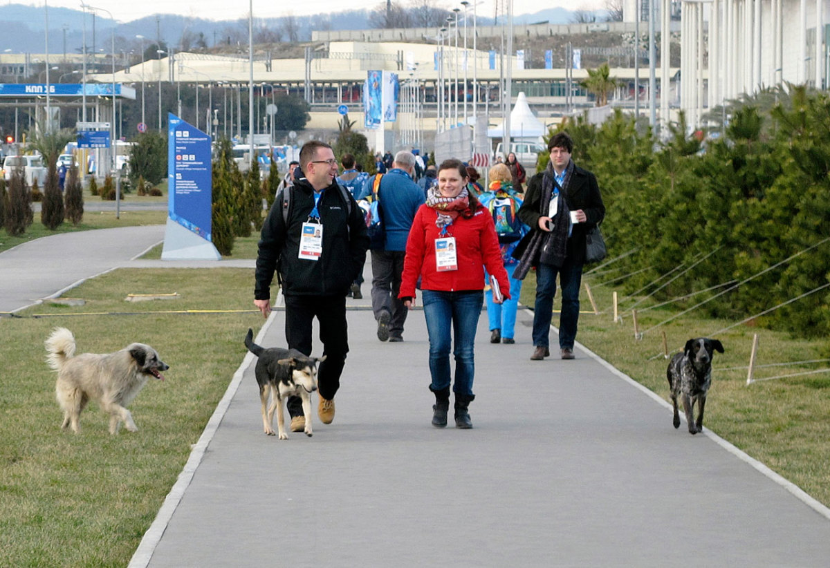 sochi-olympics-stray-dogs-craig-neff(2).jpg