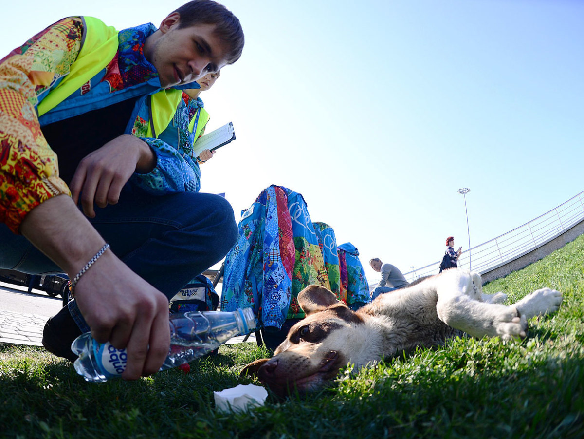 sochi-olympics-stray-dogs-opay-9610.jpg