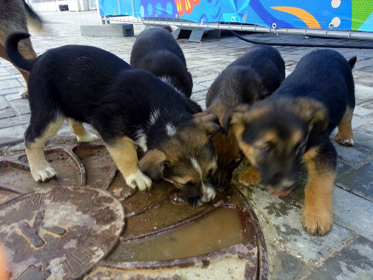 sochi-olympics-stray-dogs-469766617.jpg