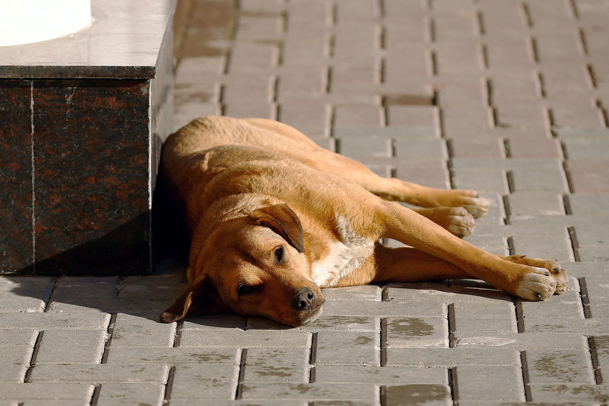 sochi-olympics-stray-dogs-466569819.jpg