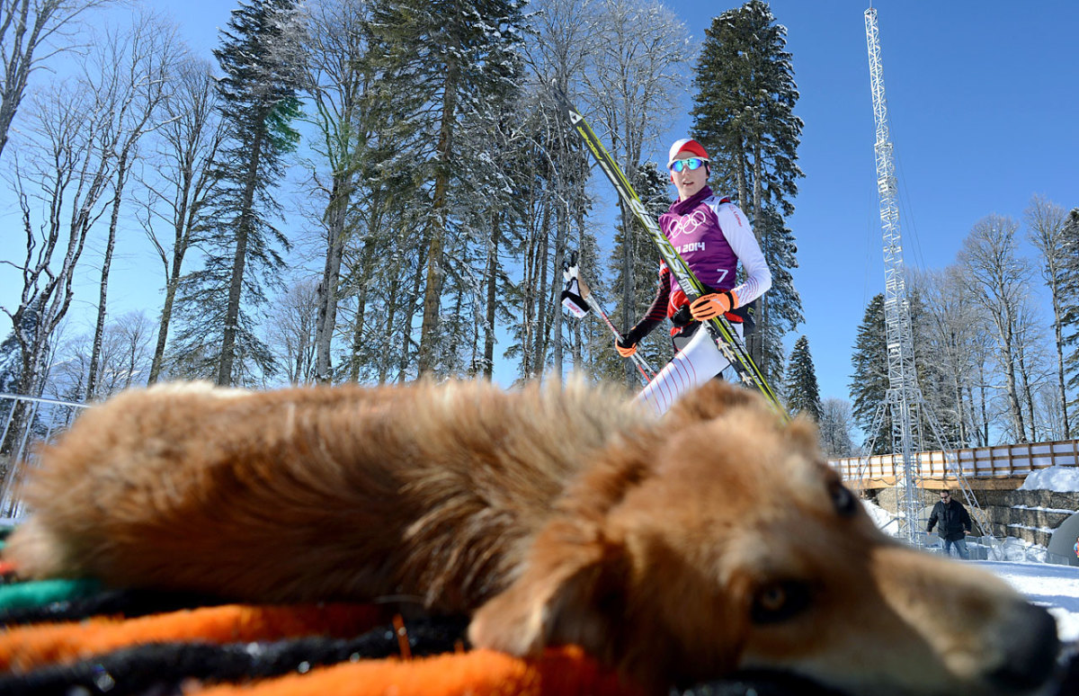 sochi-olympics-stray-dogs-466910223.jpg