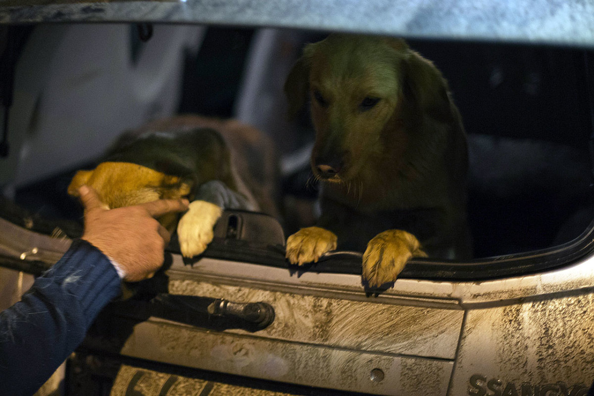 sochi-olympics-stray-dogs-7c0c0619a3ae401caf78925b20a32bd0-0.jpg