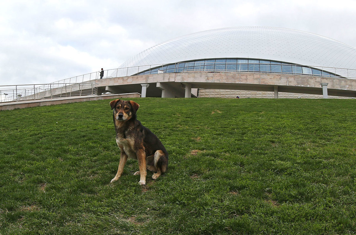 sochi-olympics-stray-dogs-466896687.jpg