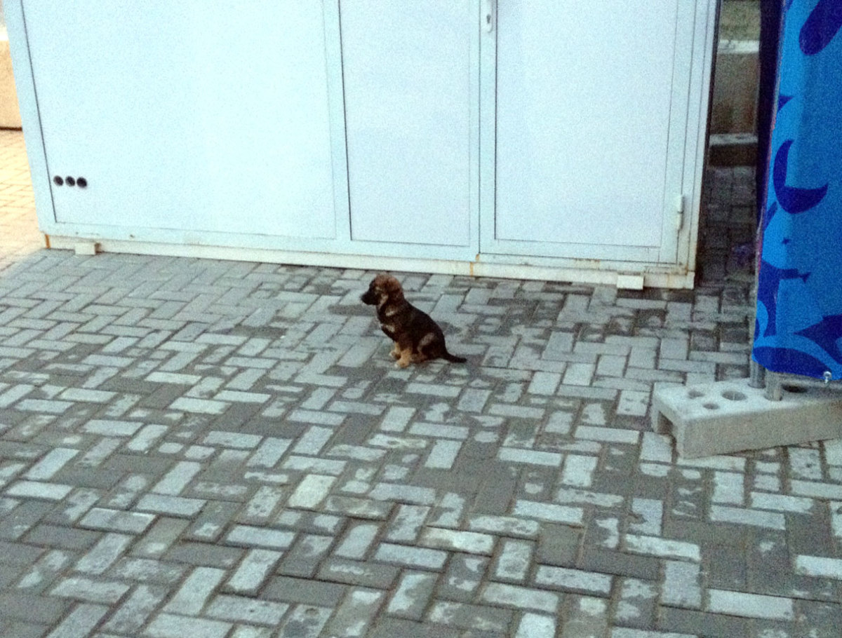 sochi-olympics-stray-dogs-tim-layden.jpg