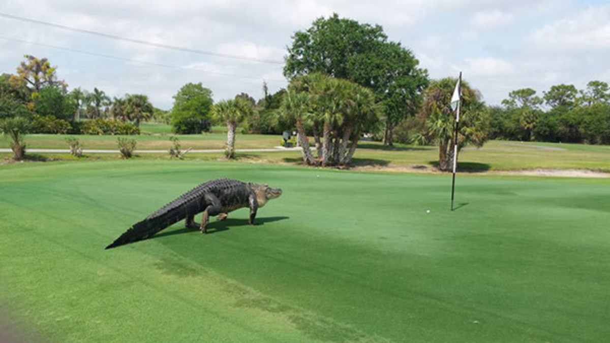 alligator-golf.jpg