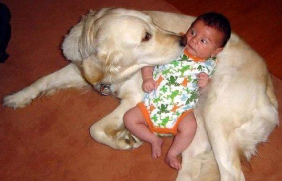 https://www.si.com/.image/t_share/MTY4MTg5OTM4NDQ5NTI0NjM3/babies-toddlers-dogs-friends-12jpg.jpg