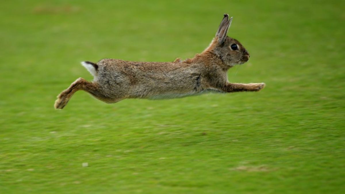 Bunny charges football field, jumps insanely high Sports Illustrated
