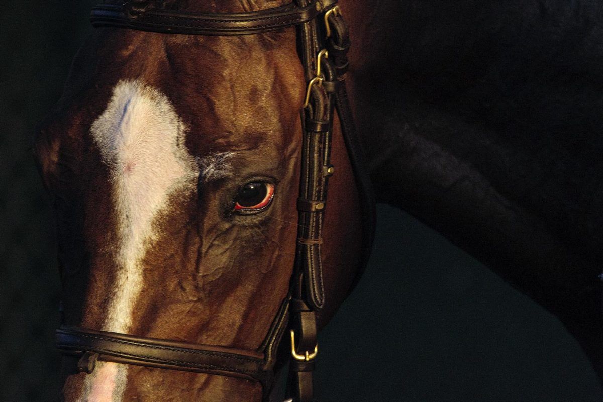 2015-Belmont-Stakes-Macari_Gallery_0001.jpg
