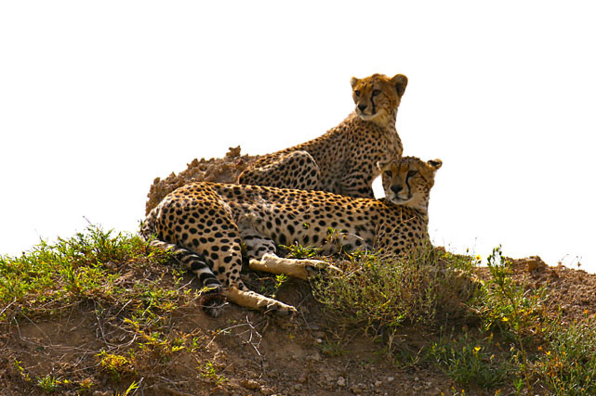 tanzania-2012-leopards.jpg