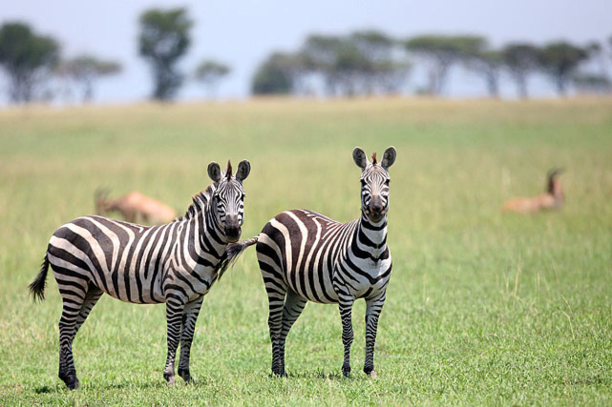 tanzania-2011-zebras.jpg