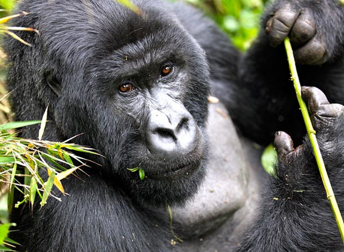 rwanda-2009-silverback-gorilla.jpg