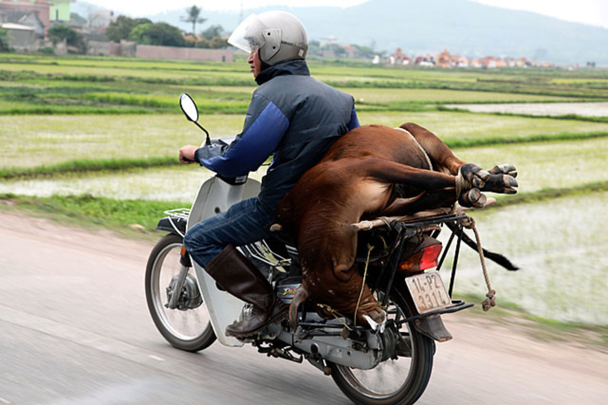 vietnam-2010-man-with-boar-on-motorbike.jpg