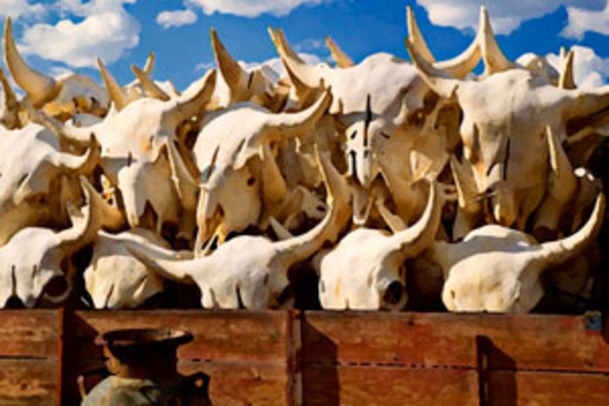 boneyard-part-1-skulls-300