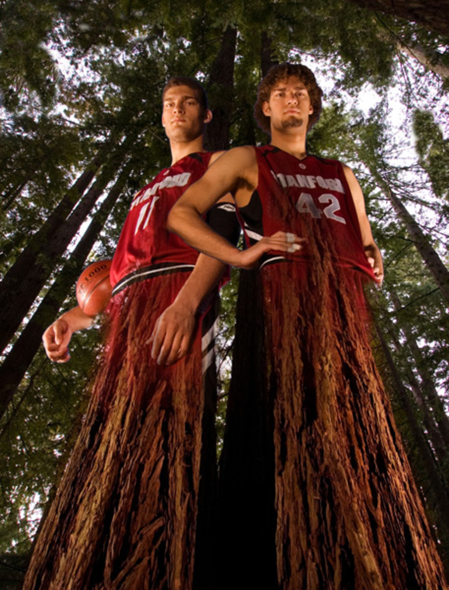 stanford-tree9.jpg