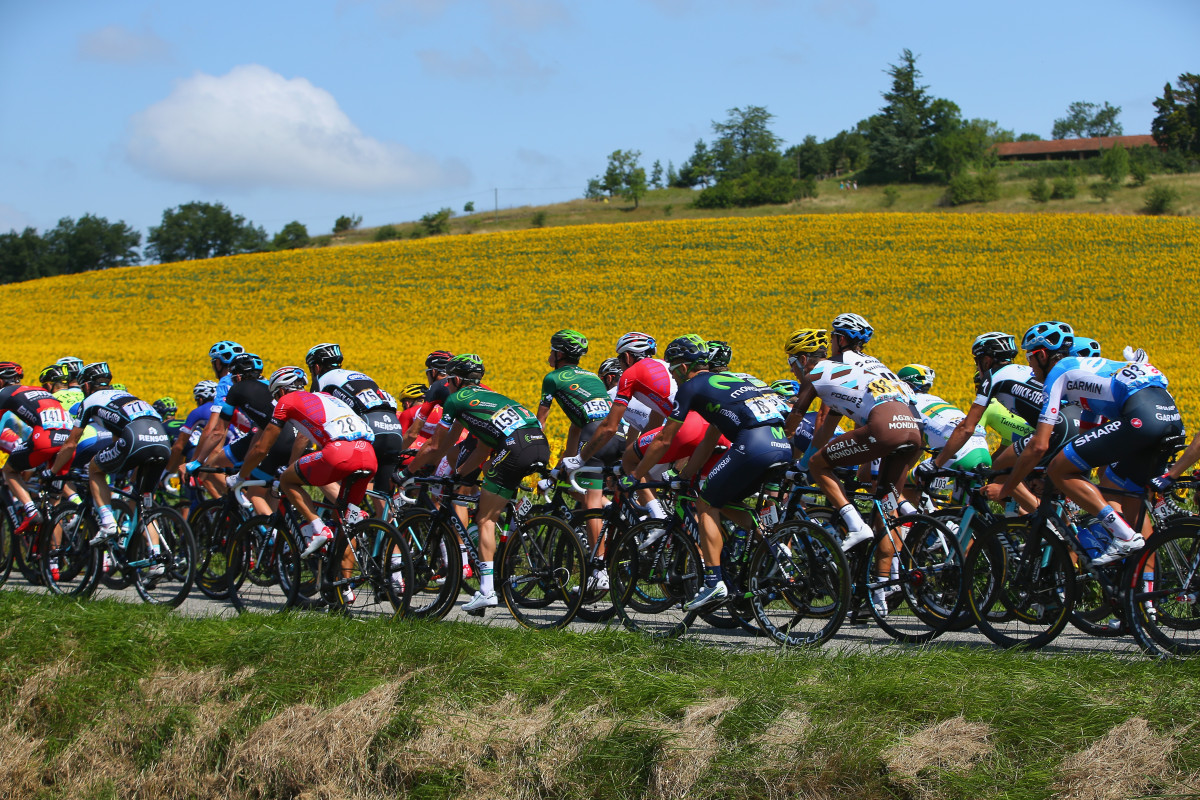 The peloton passes by sunflower fields during the sixteenth stage of the Tour de France, a 238km stage between Carcassonne and Bagneres-de-Luchon. 