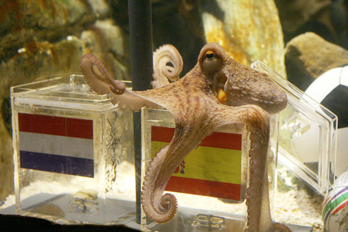Paul the Octopus/Getty Images