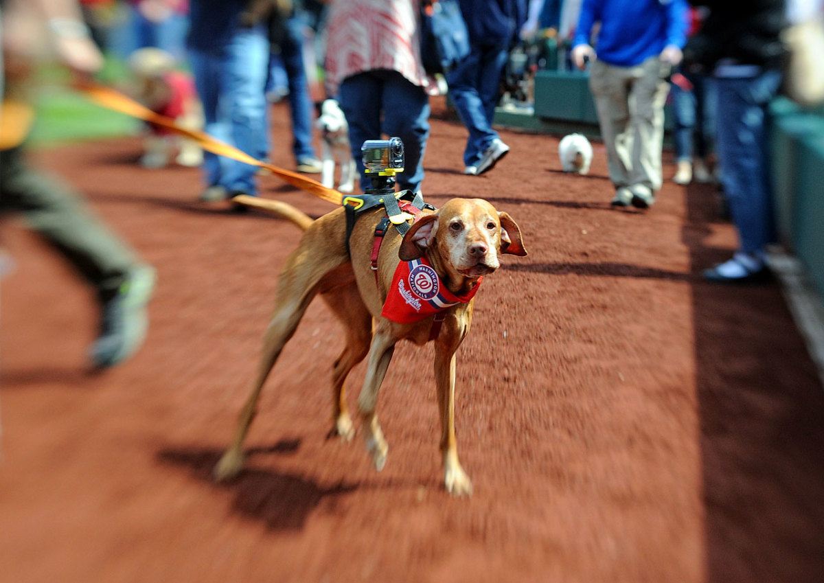 washington-nationals-pups-in-the-park-dog(6).jpg